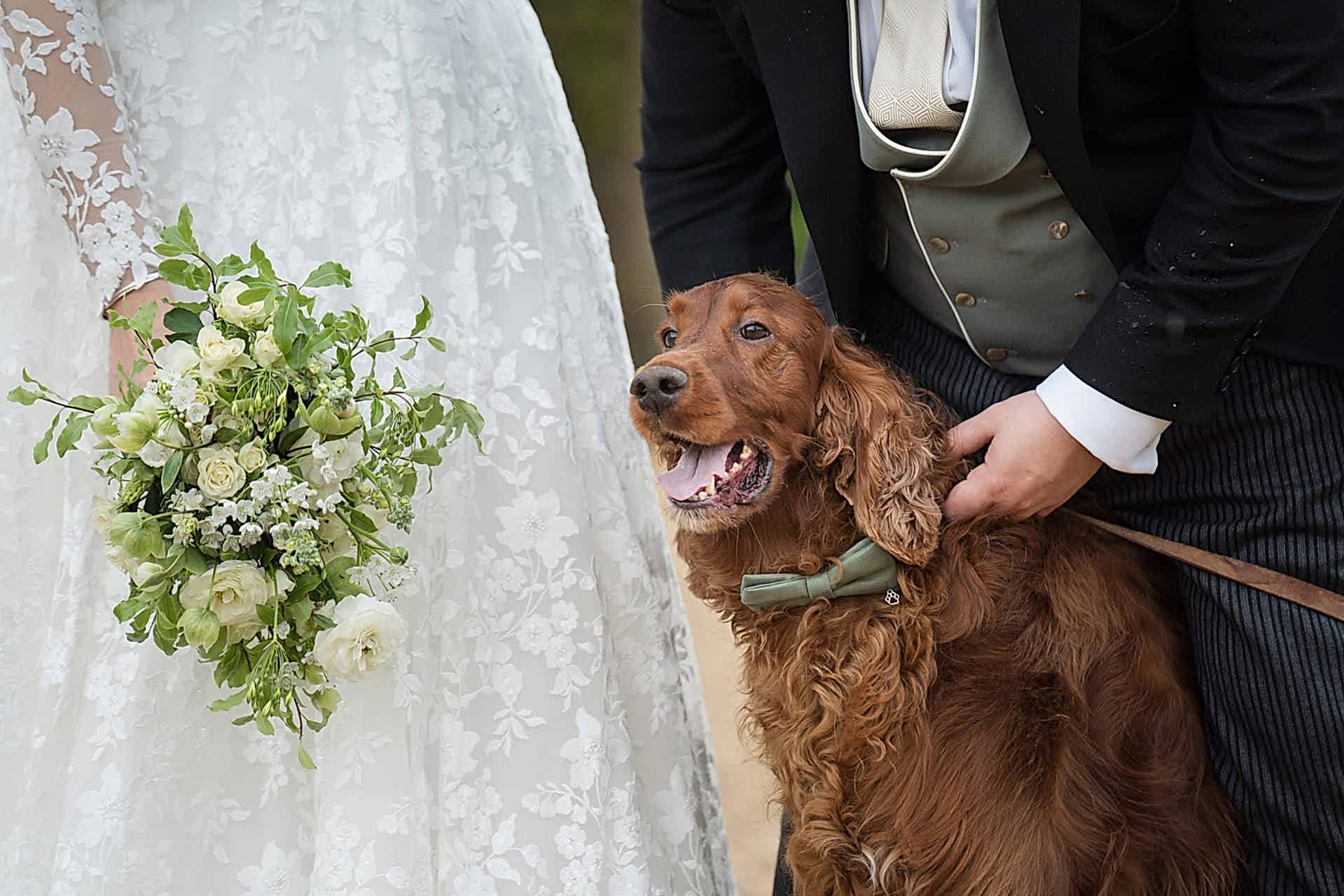 Bride and groom with their Irish red setter dog outside Exton Park Hall