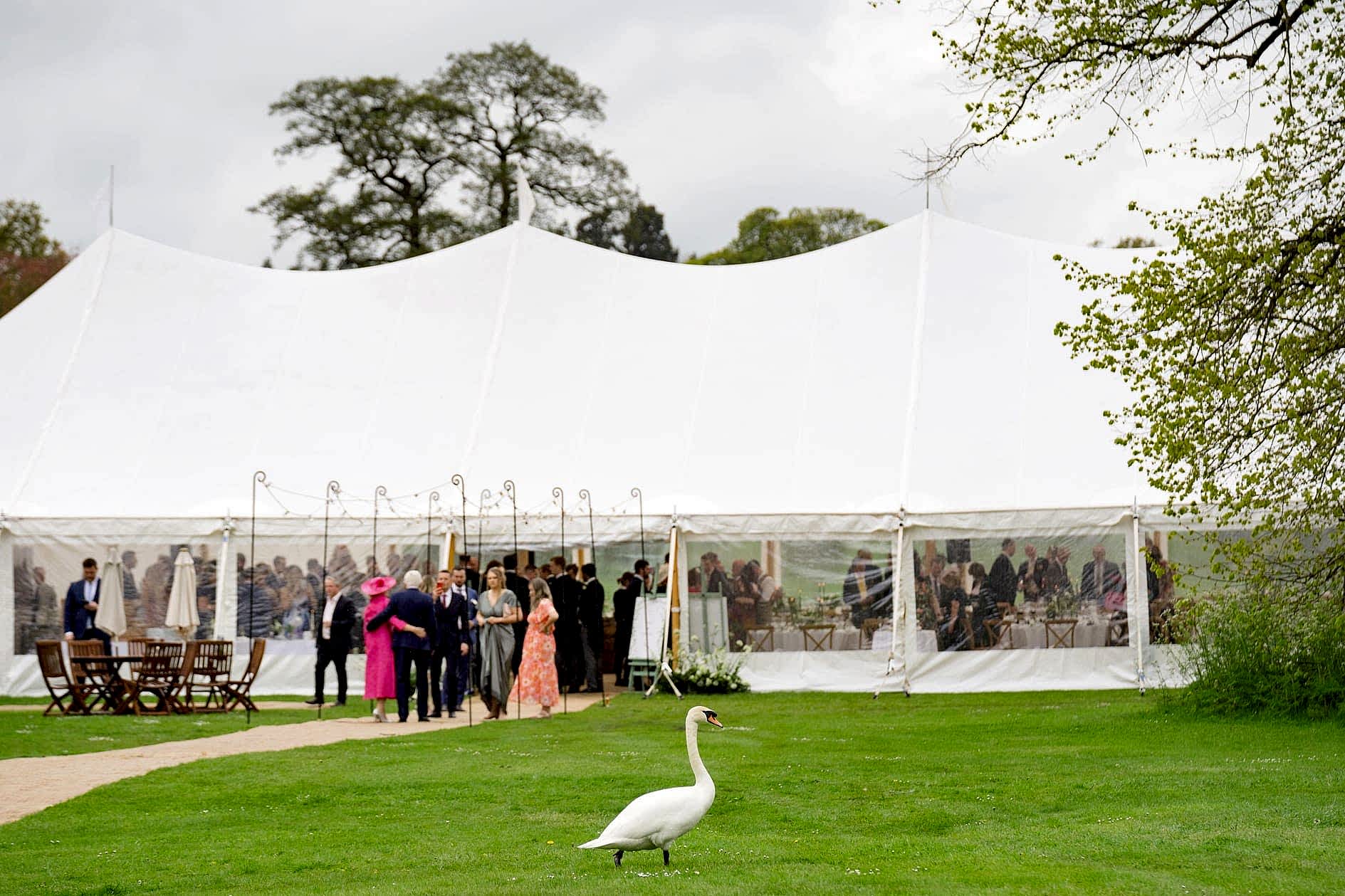 A swan enjoying the rainy weather outside a wedding marquee at Exton Park