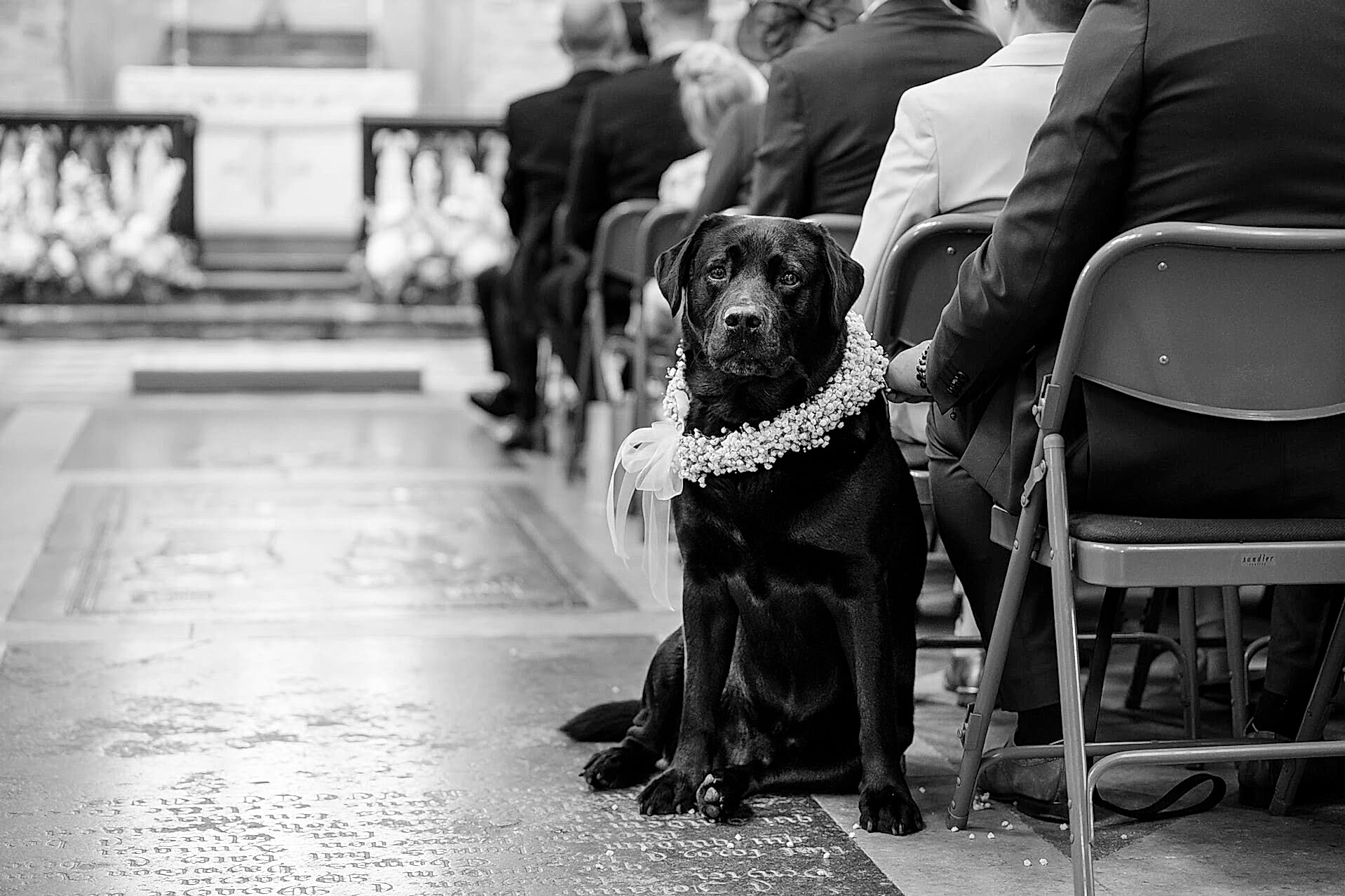 The bride and groom's ring-bearer dog (wearing a floral collar) sitting in the aisle ready for the ceremony
