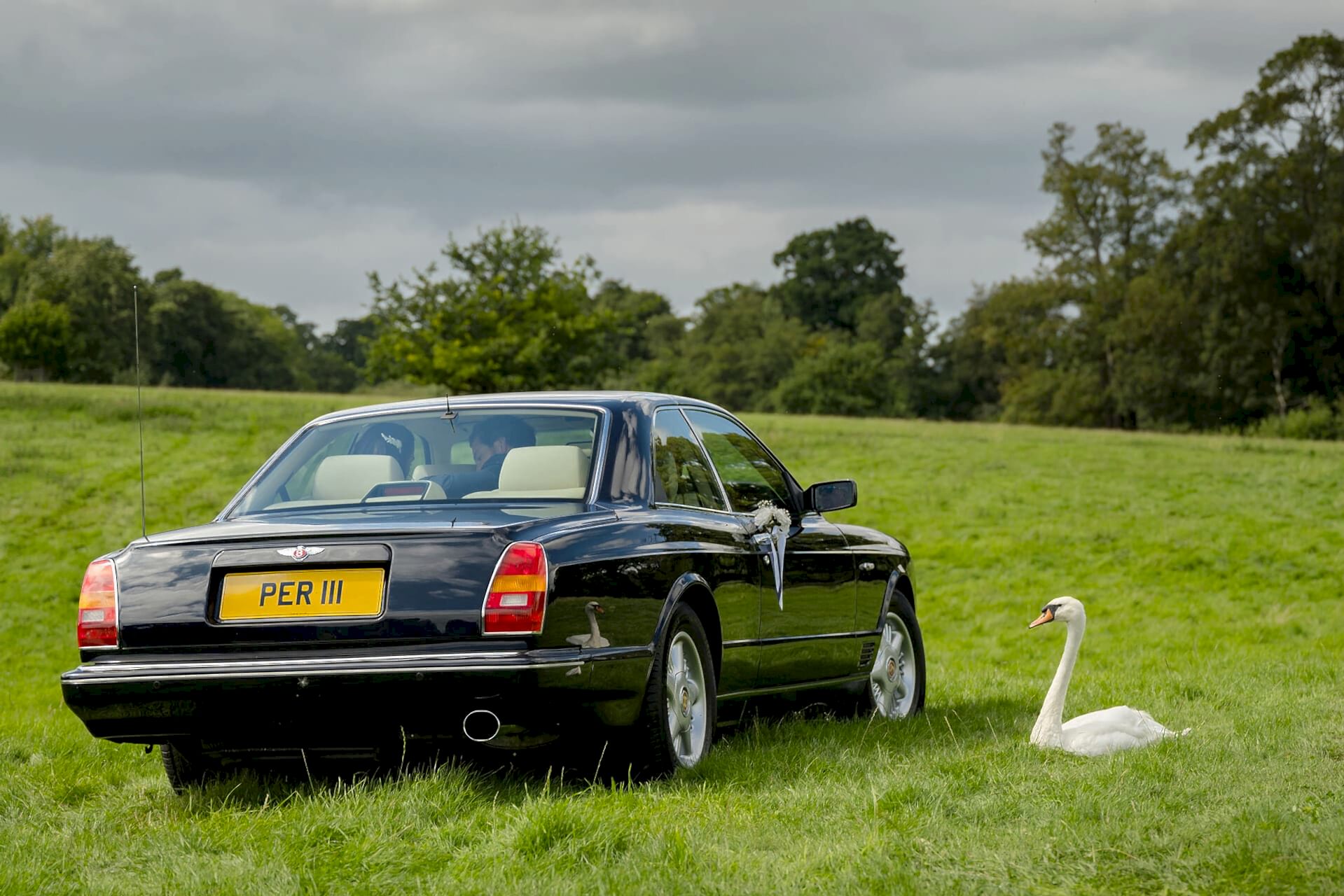 A swan looking on as the wedding car drives by at Fawsley church