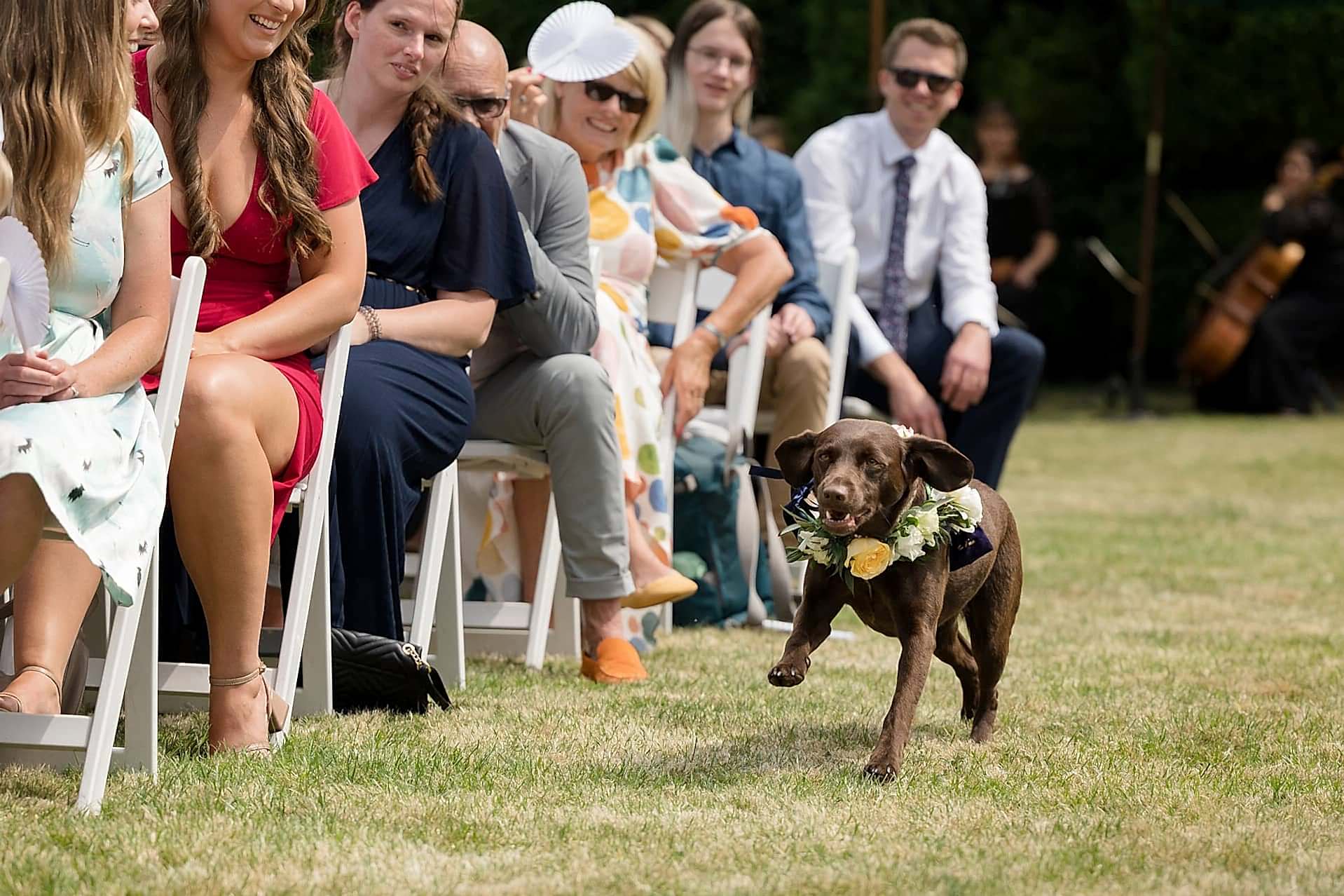 Bride and groom's dog ring-bearer running down the aisle with the rings at Notley Abbey
