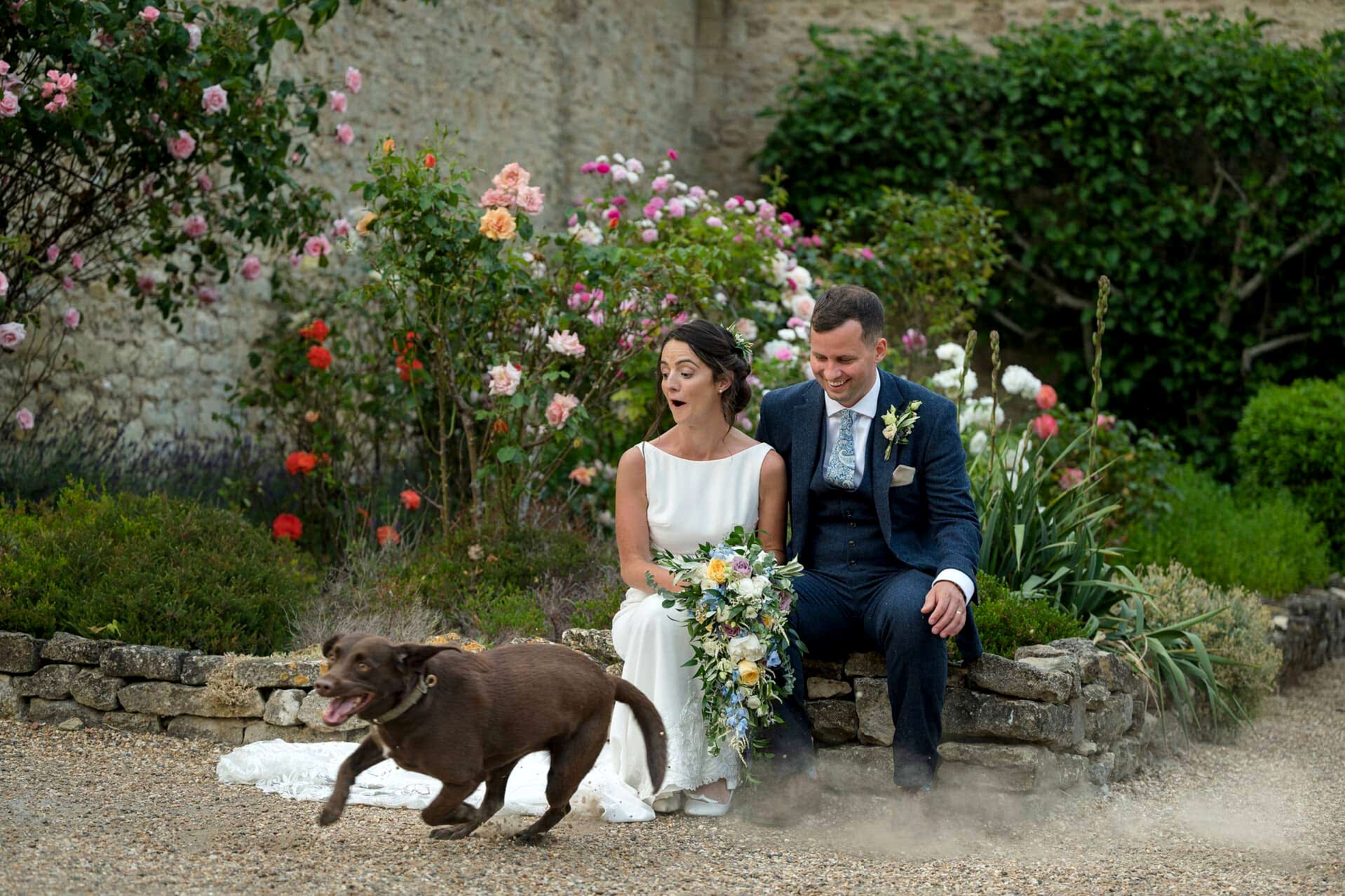 The bride and groom's Springador dog covering the couple with dust during an episode of 'the zoomies' at Notley Abbey